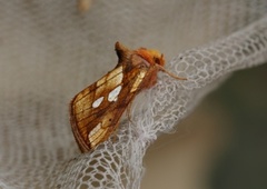 Langstreket metallfly (Plusia festucae)