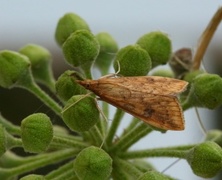 Rusty-dot Pearl (Udea ferrugalis)