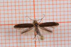 Apple Fruit Moth (Argyresthia conjugella)