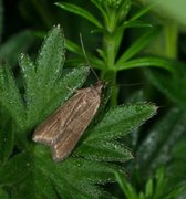 Ash-coloured Sober (Acompsia cinerella)