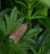 Acompsia cinerella