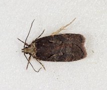 Sallow Flat-body (Agonopterix conterminella)