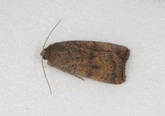 Brunt båndfly (Noctua interjecta)