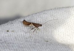 Caloptilia stigmatella