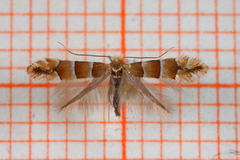 Phyllonorycter froelichiella