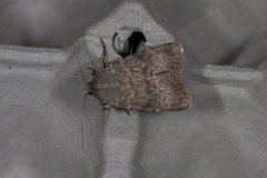 Northern Rustic (Standfussiana lucernea)
