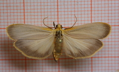 Buff Footman (Eilema depressa)