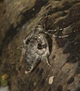 Northern Winter Moth (Operophtera fagata)