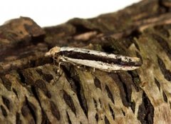 Variable Smudge (Ypsolopha ustella)
