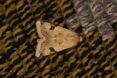 Bordered Straw (Heliothis peltigera)