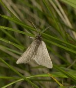 Pjuskemåler (Macaria fusca)