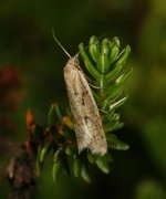 Dotted Shade (Eana osseana)