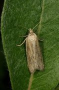 Dotted Shade (Eana osseana)