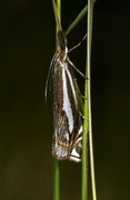 Scarce Grass-veneer (Crambus pratella)