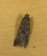 Melsmalmott (Ephestia kuehniella)
