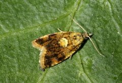 Yellow-spot Tortrix (Pseudargyrotoza conwagana)