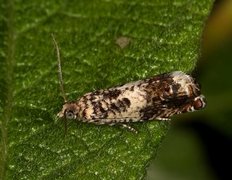 White Sallow Bell (Epinotia subocellana)