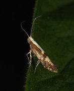 Kirsebærmøll (Argyresthia pruniella)