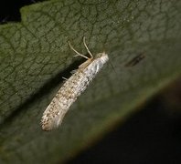 Netted Argent (Argyresthia retinella)