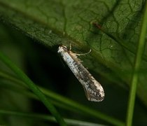 Netted Argent (Argyresthia retinella)