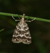 Heimosemott (Eudonia sudetica)