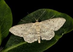 Grå engmåler (Idaea seriata)