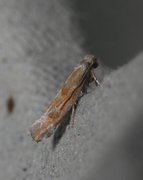 Cedestis gysseleniella