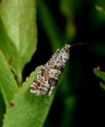 Månevikler (Eriopsela quadrana)