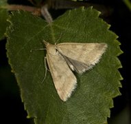 Klokkeengmott (Udea nebulalis)