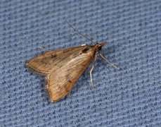 Rusty-dot Pearl (Udea ferrugalis)