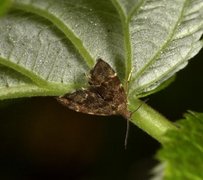 Neslebredmøll (Anthophila fabriciana)