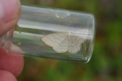 Blåbærurtemåler (Scopula ternata)