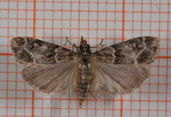 Båndmosemott (Eudonia mercurella)