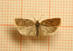 Bjørkeflatvikler (Acleris notana)