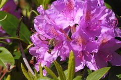 Broad-bordered Bee Hawk-moth (Hemaris fuciformis)