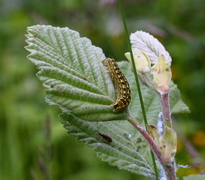 Softly's Shoulder-knot (Lithophane consocia)