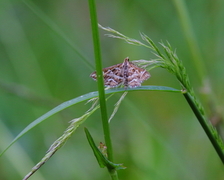 Beiteengmott (Diasemia reticularis)