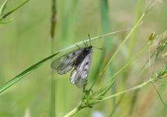 Clouded Apollo (Parnassius mnemosyne)