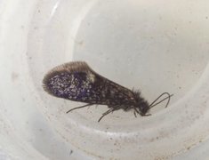 Large Birch Purple (Eriocrania sangii)