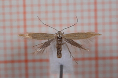 Coleophora vitisella