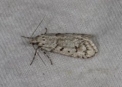 March Tubic (Diurnea fagella)