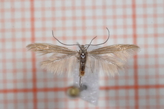 Small Rush Case-bearer (Coleophora taeniipennella)