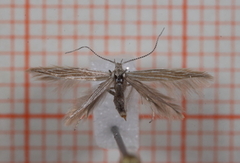 Wood-rush Case-bearer (Coleophora otidipennella)