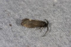 Pale Feathered Bright (Incurvaria pectinea)