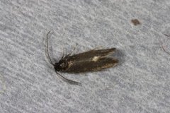 Pale Feathered Bright (Incurvaria pectinea)