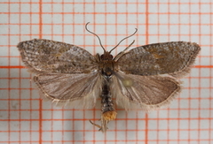 Jordbærflatvikler (Acleris comariana)