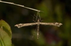 Beautiful Plume (Amblyptilia acanthadactyla)