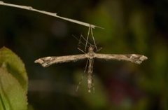 Lyngfjærmøll (Amblyptilia acanthadactyla)