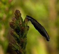 Coleophora pyrrhulipennella