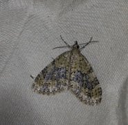 Yellow-barred Brindle (Acasis viretata)